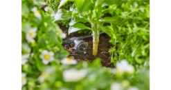 Gardena Pressure Compensating Inline Drip Head 2 L/h 10 Gardena Pressure Compensating Inline Drip Head 2 L/h -Garden Tools Shop 13312 20 4