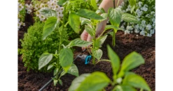 Gardena Adjustable Pressure Compensating Inline Drip Head 1–8 L/h 11 Gardena Adjustable Pressure Compensating Inline Drip Head 1–8 L/h -Garden Tools Shop 13314 20 5