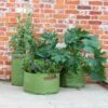 Haxnicks Vegetable Patio Planter X3 -Garden Tools Shop Haxnicks 3 Vegetable Patio Planter Soft Green Planter060101 in use detail 2400x 2e315d19 3092 425d a0d3 85fbb0059702