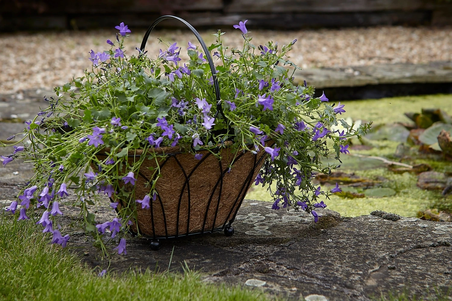 Tom Chambers Lattice Basket Planter & Water Save Liner 4 Tom Chambers Lattice Basket Planter & Water Save Liner - Image 2
