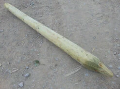 Tanalised Round Fence Stake 5' 6" X 3-4" - 15 Year Life Expectancy